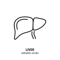 Human liver vector line icon. Editable stroke.