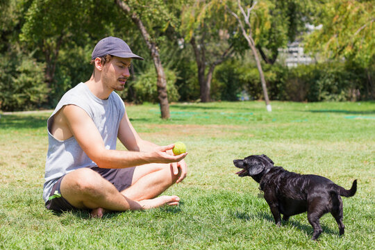 Young man sitting on grass showing tennis ball to black little dog. Male owner playing with pet at park on sunny day