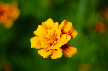 Beautiful Marygold flower closeup in the garden