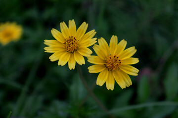 Two yellow sunflower flower in the greenery background