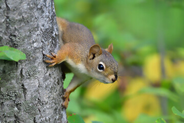 Naklejka na ściany i meble cute curious and alert red squirrel