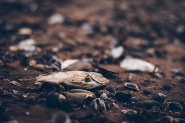 The dried fish died on the ground. And there are also shells and pieces of twigs.