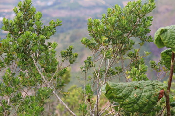 lavender in the garden