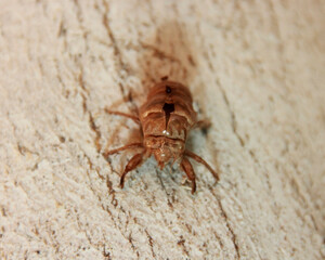 insect brown cicada on a tree