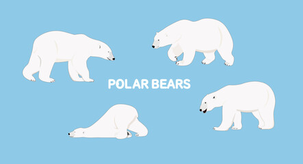 Polar bears