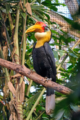 Runzelhornvogel ( Aceros corrugatus ).