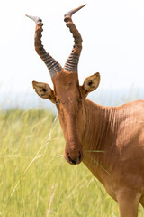The Jackson's hartebeest (Alcelaphus buselaphus lelwel), also known as Lelwel hartebeest, is an antelope native to Central African Republic, Chad, the Democratic Republic of the Congo, Ethiopia, Kenya