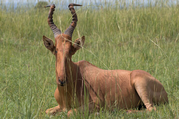 The Jackson's hartebeest (Alcelaphus buselaphus lelwel), also known as Lelwel hartebeest, is an antelope native to Central African Republic, Chad, the Democratic Republic of the Congo, Ethiopia, Kenya