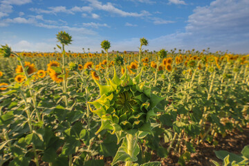 Fototapeta na wymiar Beautiful summer day over sunflower field