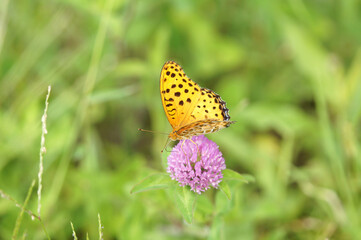 ヒョウモン蝶　水辺の草むら　9月