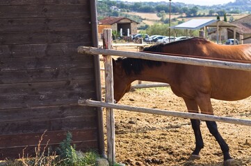 A brown and black thoroughbred horse on a ranch in the Italian countryside (Umbria, Italy, Europe)