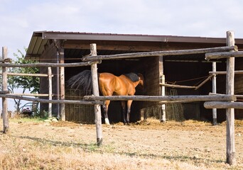 A brown and black thoroughbred horse on a ranch in the Italian countryside (Umbria, Italy, Europe)