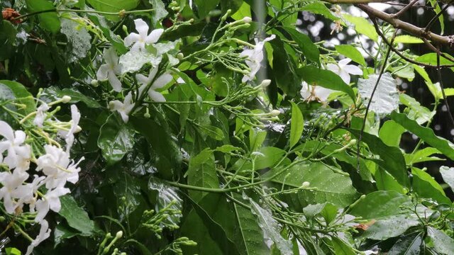 Monsoon rain showers soaking white jasmine flowers and leaves of trees and And the branches of trees and plants are shaken by the stormy wind