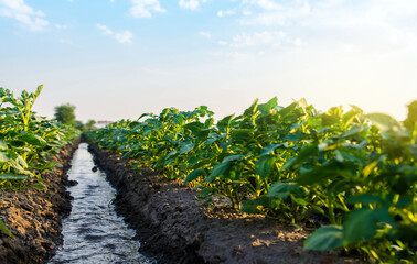 Fototapeta na wymiar Water flows through the potato plantation. Watering and care of the crop. Surface irrigation of crops. European farming. Providing farms and agro-industry with water resources. Agriculture. Agronomy.