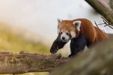 Cute Red Panda in a natural environment 