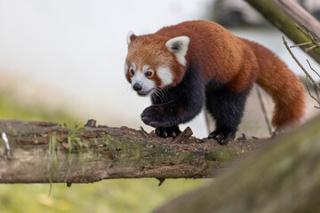 Cute Red Panda in a natural environment 