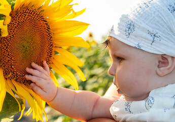 baby girl of five months looks closely at a sunflower and touches it with her hand