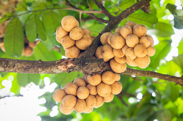 Longkong fruit on tree in the garden.