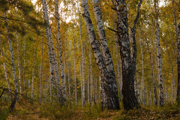 trees in autumn