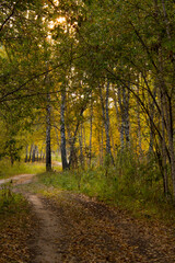 autumn in the forest