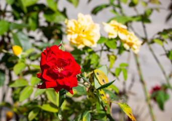 Beautiful Chinese rose in the old park in summer