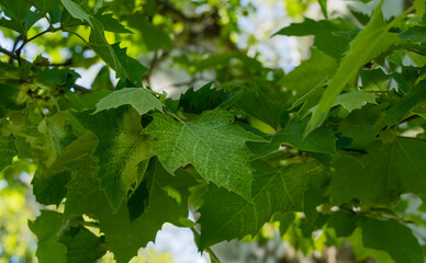 Close-up of marble-leaved of American Sycamore Tree (Platanus occidentalis Variegata, Plane-tree). Close-up of camouflage background in Arboretum Park Southern Cultures in Sirius (Adler) Sochi.