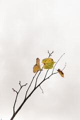 Colourful gold yellow autumn fall leaves on tree branches. Outdoor autumn fall leaves background