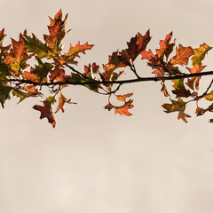 Colourful gold yellow autumn fall leaves on tree branches. Outdoor autumn fall leaves background