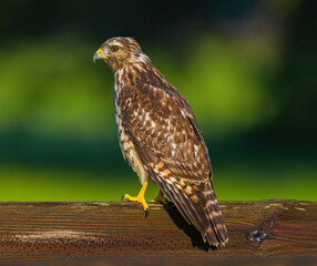 red tailed hawk