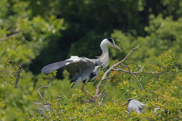 木にとまるアオサギ