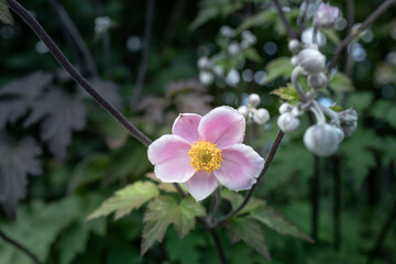 Obraz premium anemone