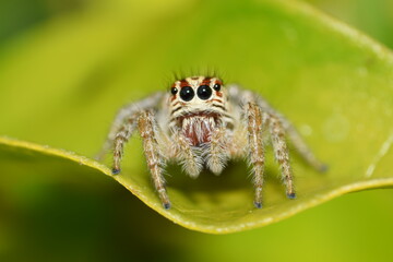 spider on a leaf close up