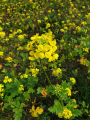 Ackersenf Sinapis arvensis auf dem Feld