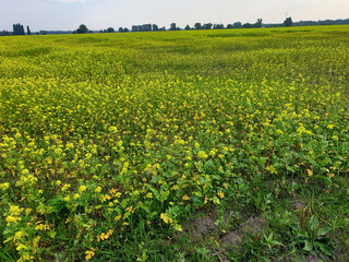 Ackersenf Sinapis arvensis auf dem Feld