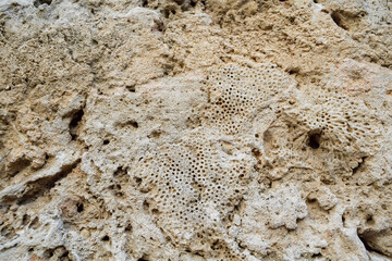 stone wall texture - coral