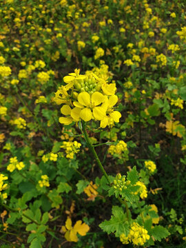 Ackersenf Sinapis arvensis auf dem Feld