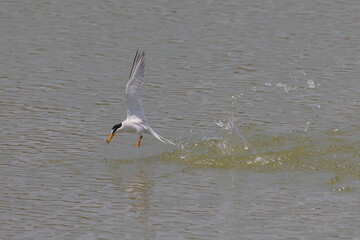 水しぶきをあげて狩りをするコアジサシ