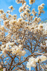 White Ipe tree, beautiful white flowers on a blue sky day. 