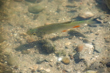 a flock of fish swims in the water of the lake