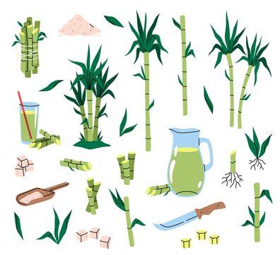 Sugarcane plant. Different parts cane, tropical green leaves and stems,  plants cuttings with roots, sugar cubes and syrup, sweet juice, healthy eco  product. Vector cartoon isolated set Stock Vector | Adobe Stock