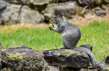 squirrel in the park