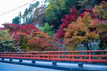 Fototapeta premium 鞍馬寺の紅葉