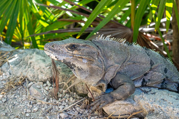 iguana on a rock
