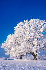 Snow covered tree on a cold sunny winter day evening