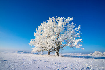 Snow covered tree on a cold sunny winter day