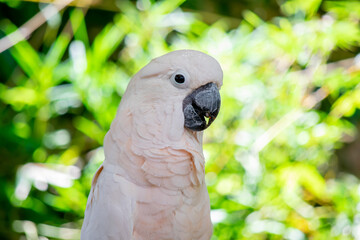 Pink Parrot