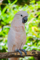 parrot on a branch