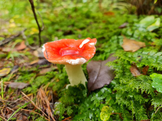 Amanita close-up. Inedible mushroom in the forest. Toadstool mushrooms.
