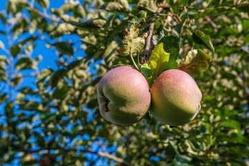 Apfel am Apfelbaum