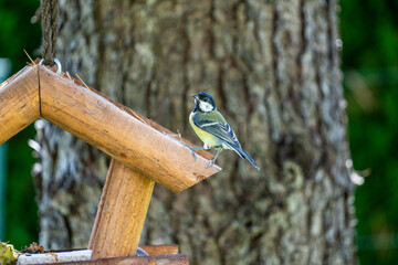 a great tit perched at the roof from a bird feeder house